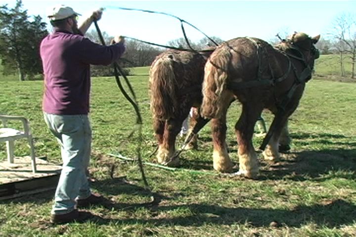 Draft Horses In Harness
