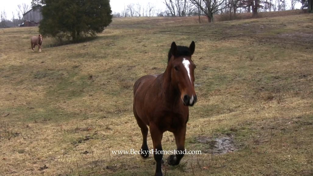 Draft Horse Heavy Pullers