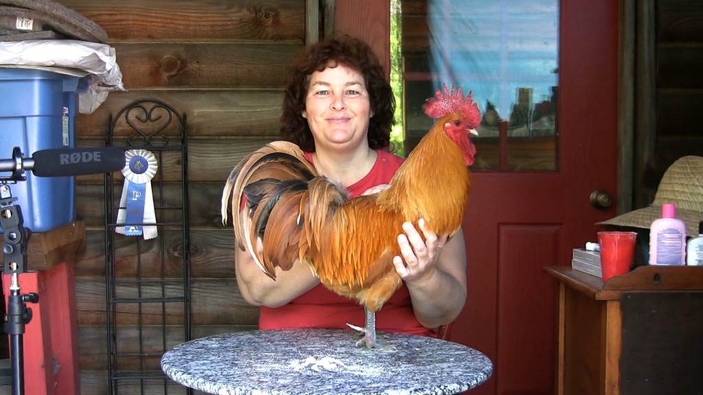 Backyard Chickens for Beginners