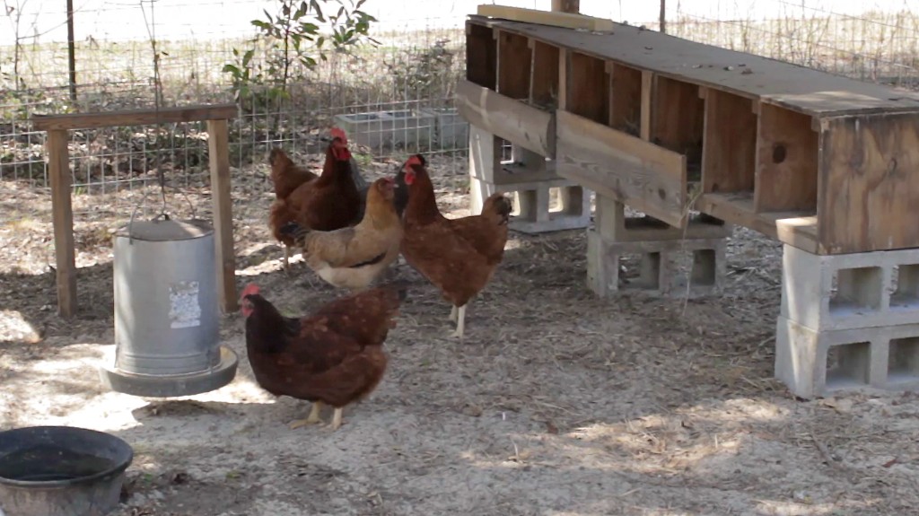 Make a Nest Box for your Backyard Chickens