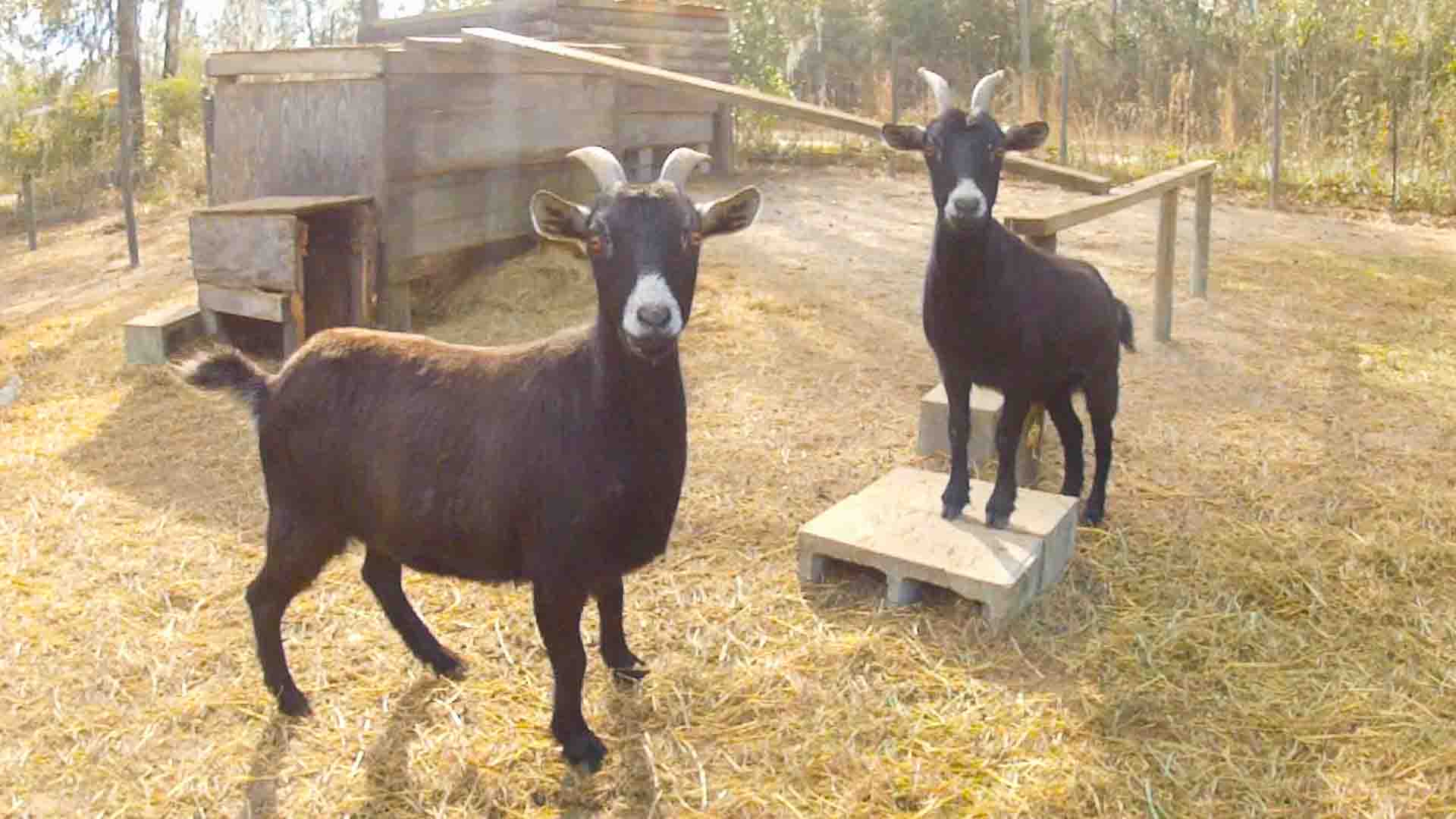 Milk Goats