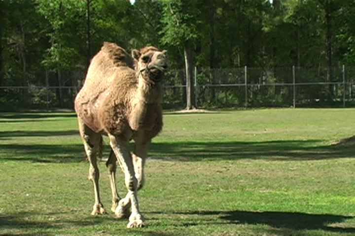 Becky visits Alpaca Ambassadors Inc Ranch