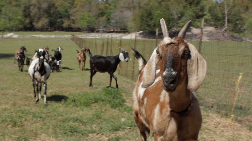 Visiting A Goat Farm to Pick Out A Baby Goat