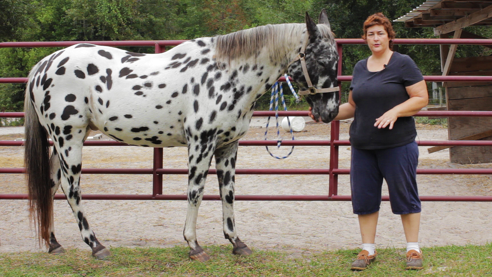 Horse Hoof Abscess Treatment