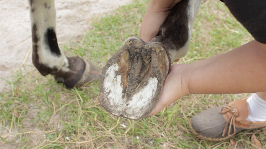 Practical Homestead Hoof Care