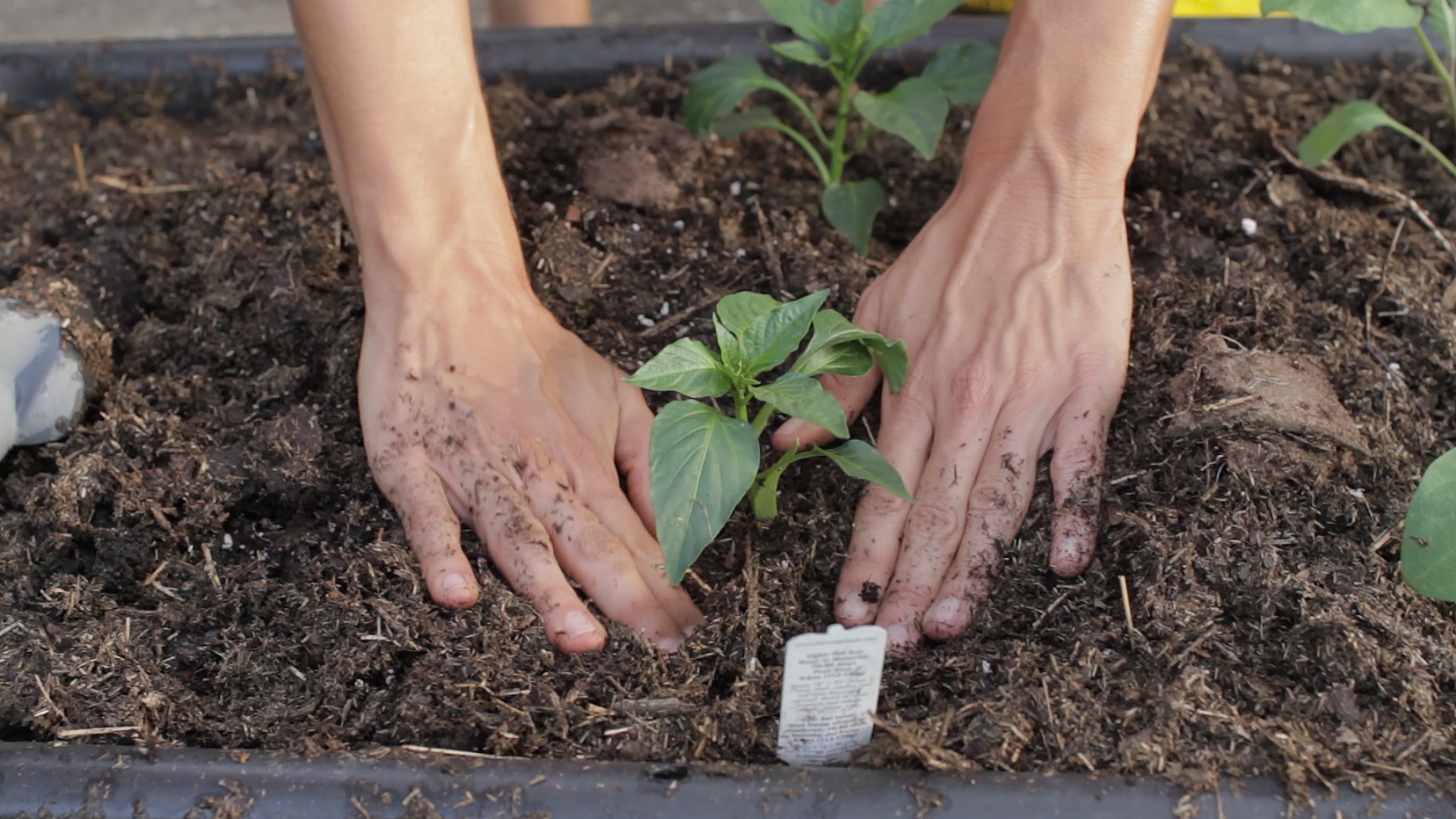 Container Gardening Vegetables