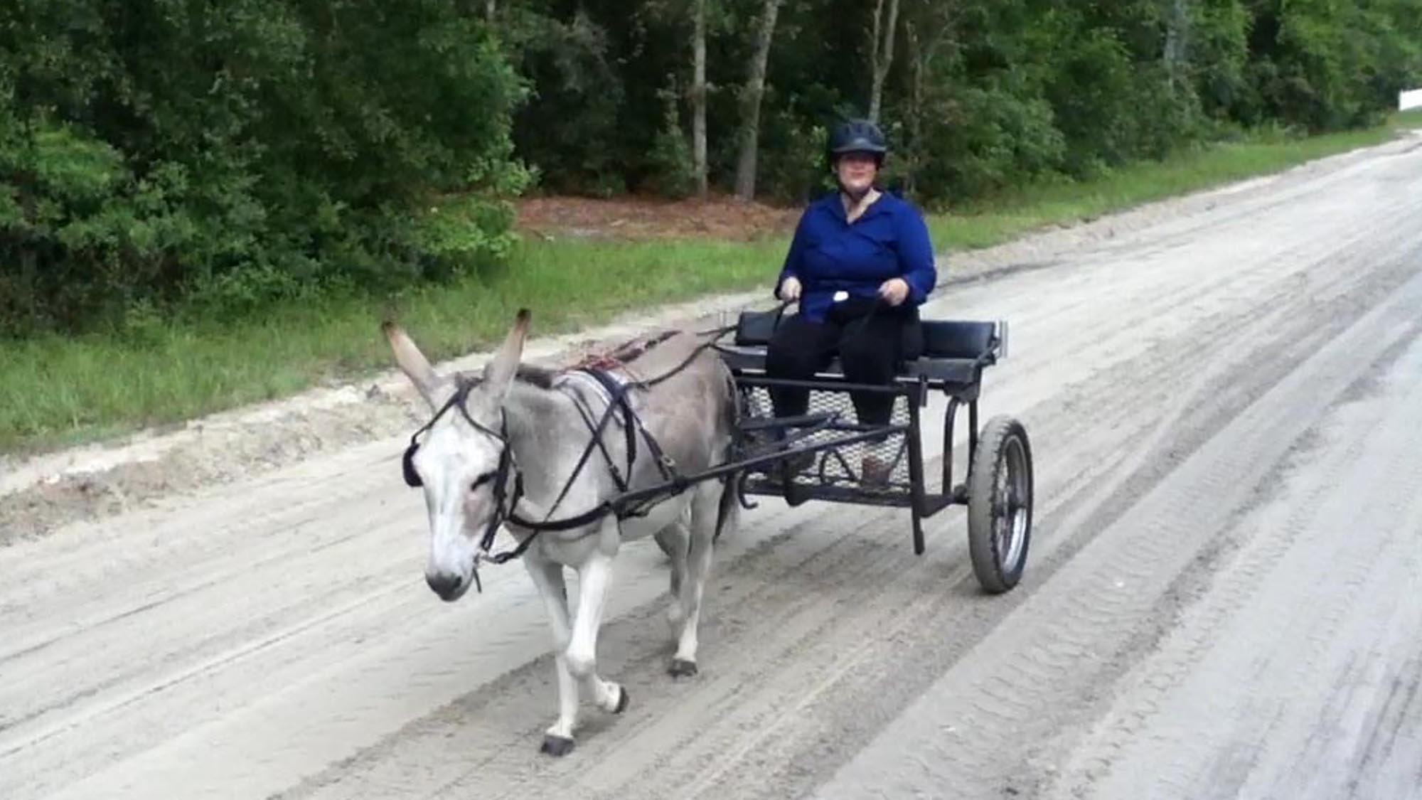 How to Train a Donkey To Pull a Cart