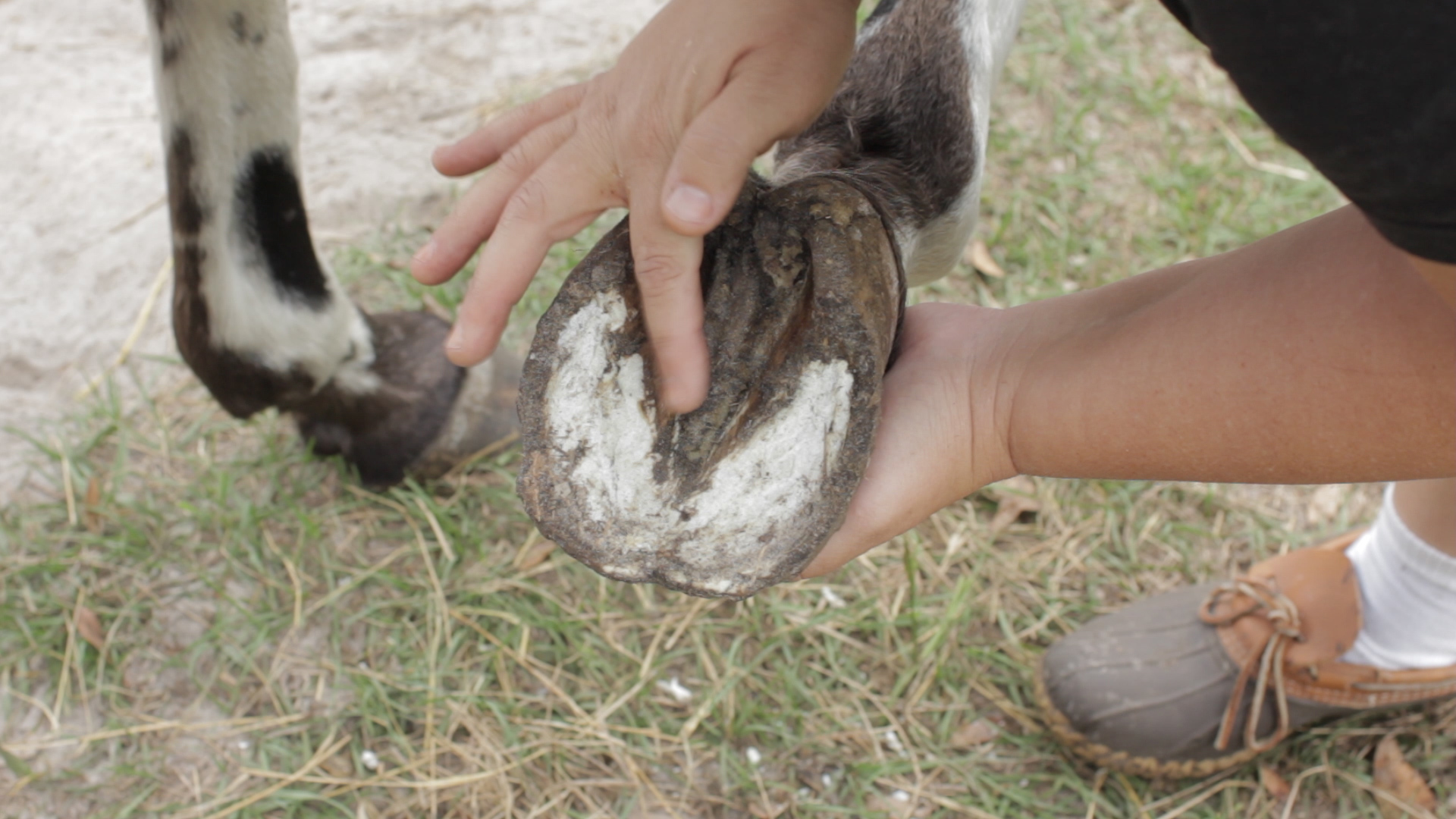 Horse Hoof Anatomy: Parts Of The Hoof