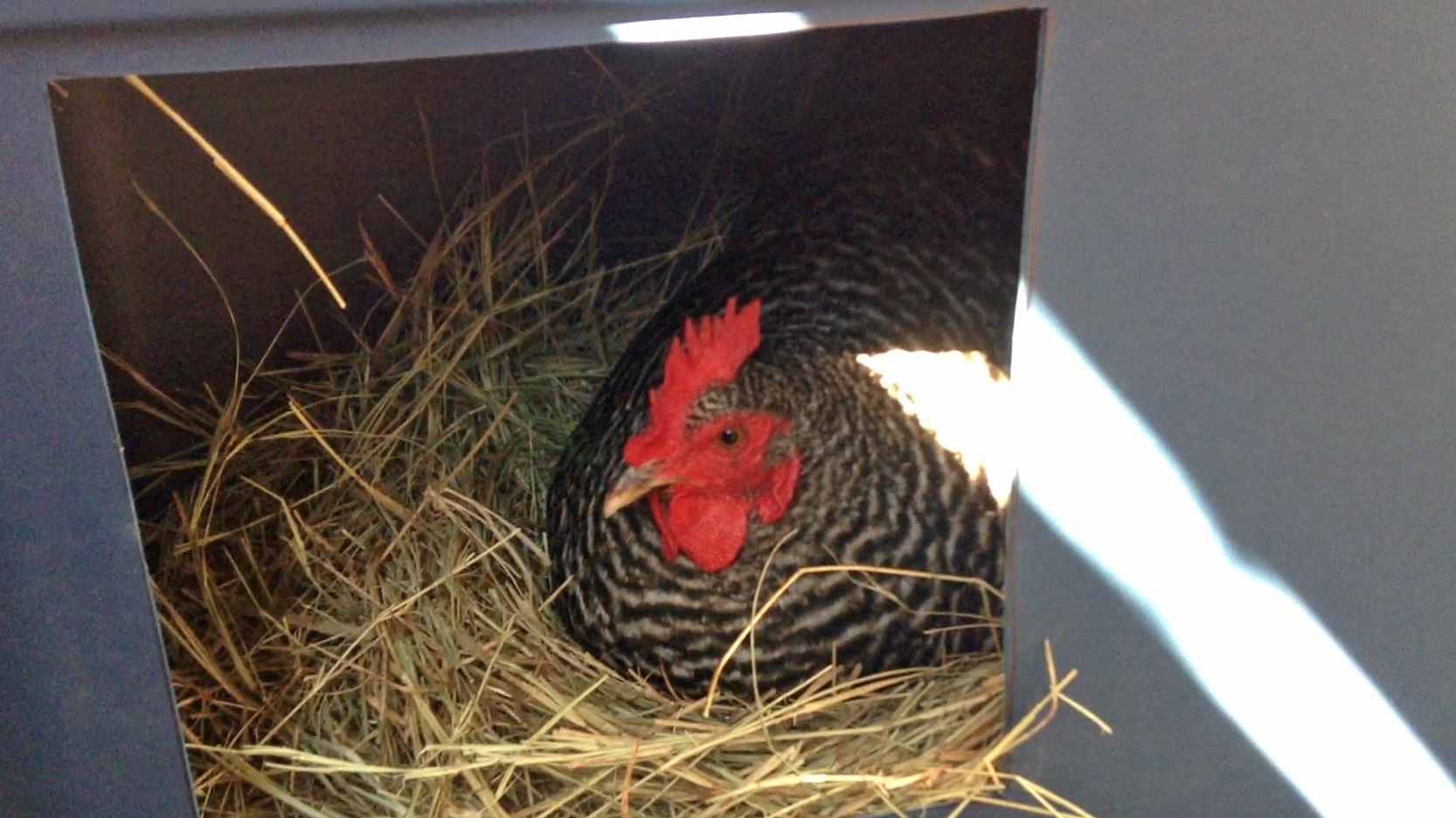 Chicken Nesting Box Plans