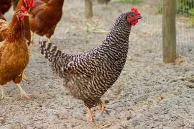 Barred Rock Chicken Eggs