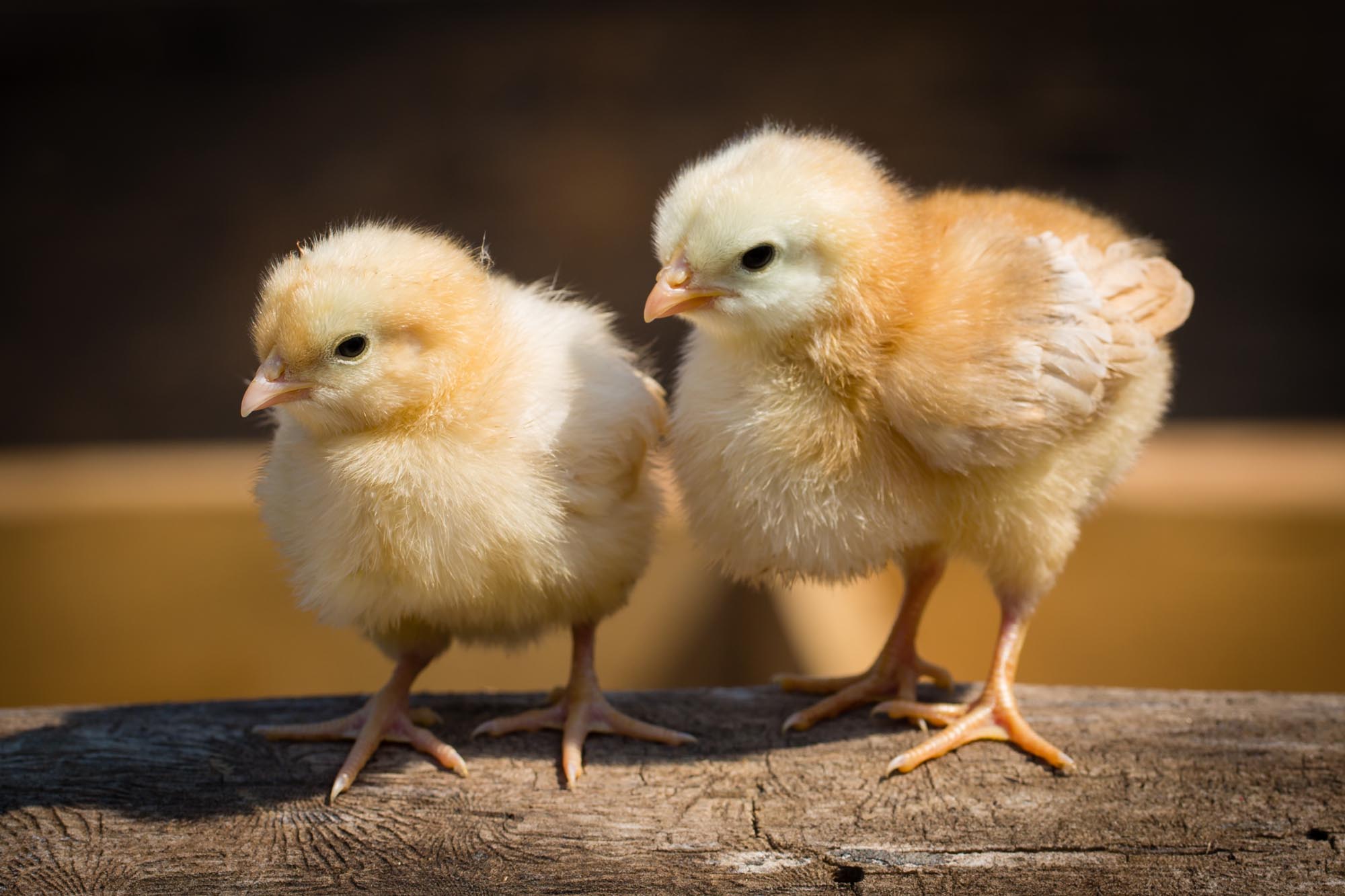 Buff Orpington Hens