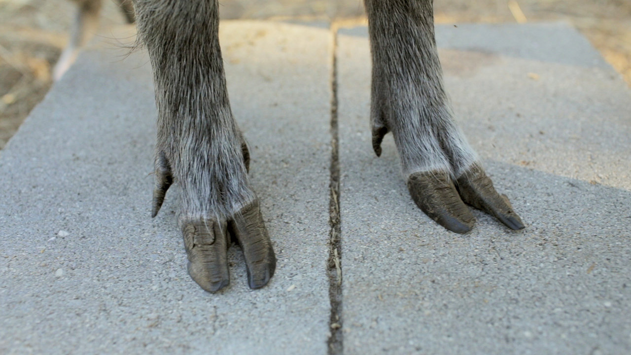 How to Trim Toenails