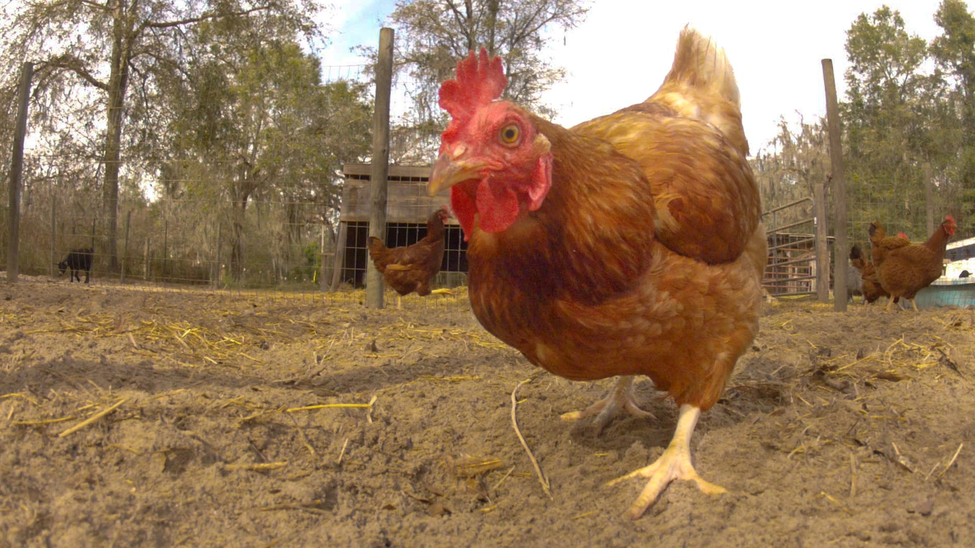Keeping Your Chickens Happy and Healthy Through The Dog Days of Summer
