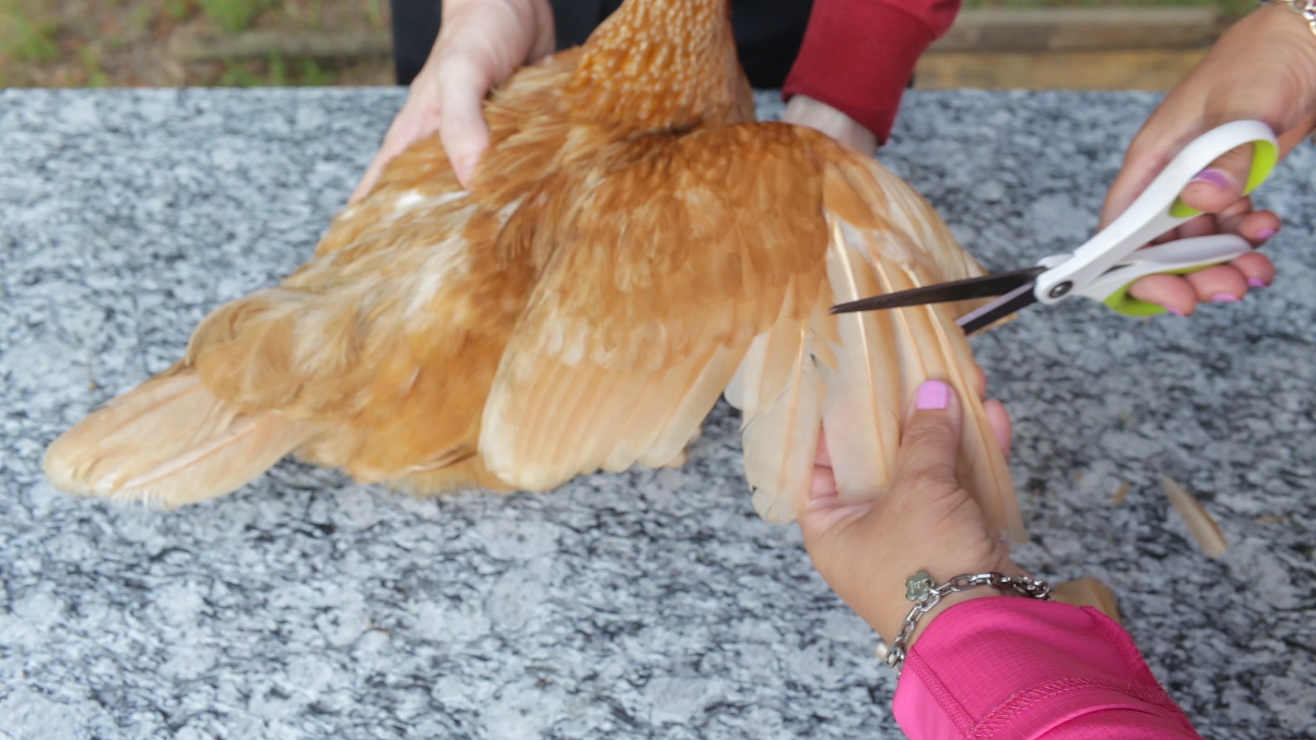 How to Clip Chicken Wings