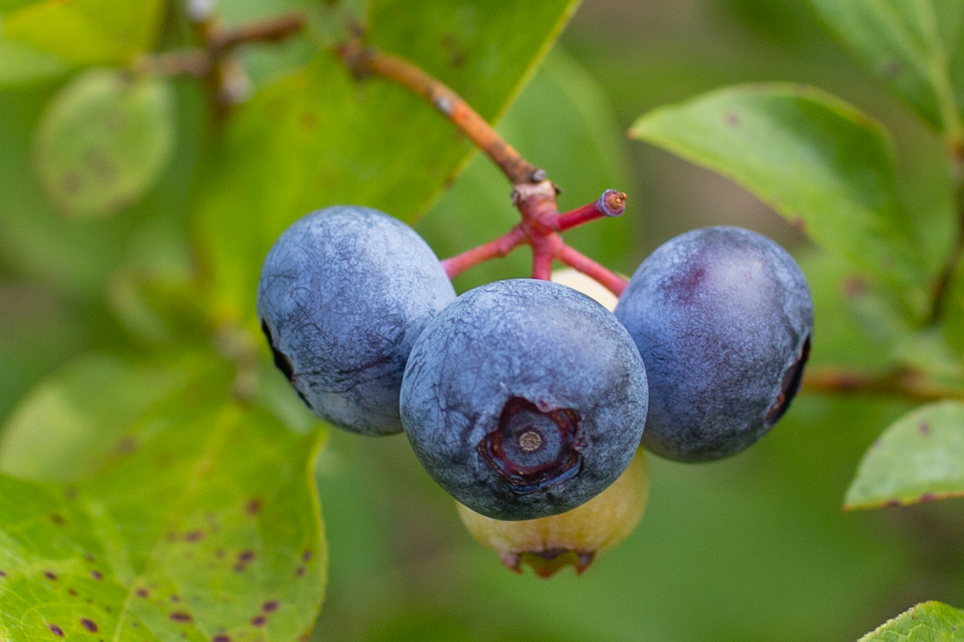 Becky Visits A Blueberry Farm