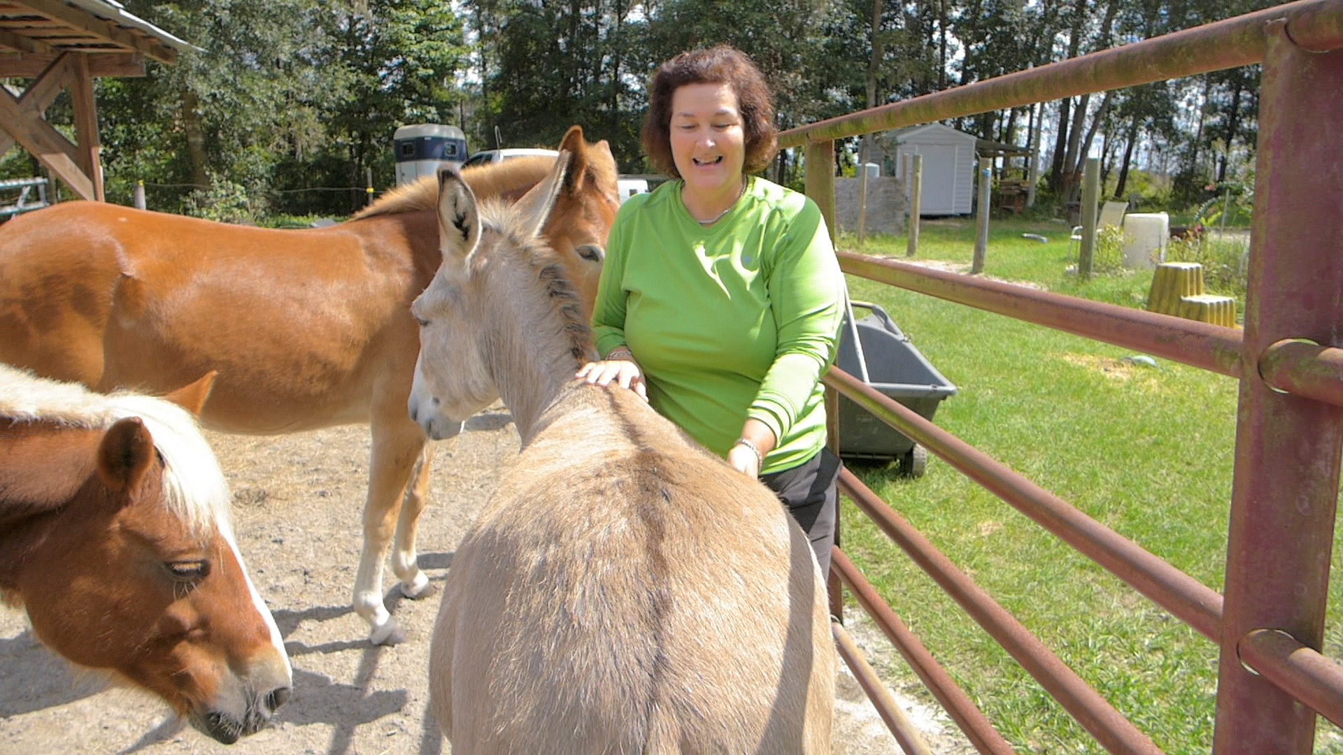 Keeping Horses On A Small Homestead