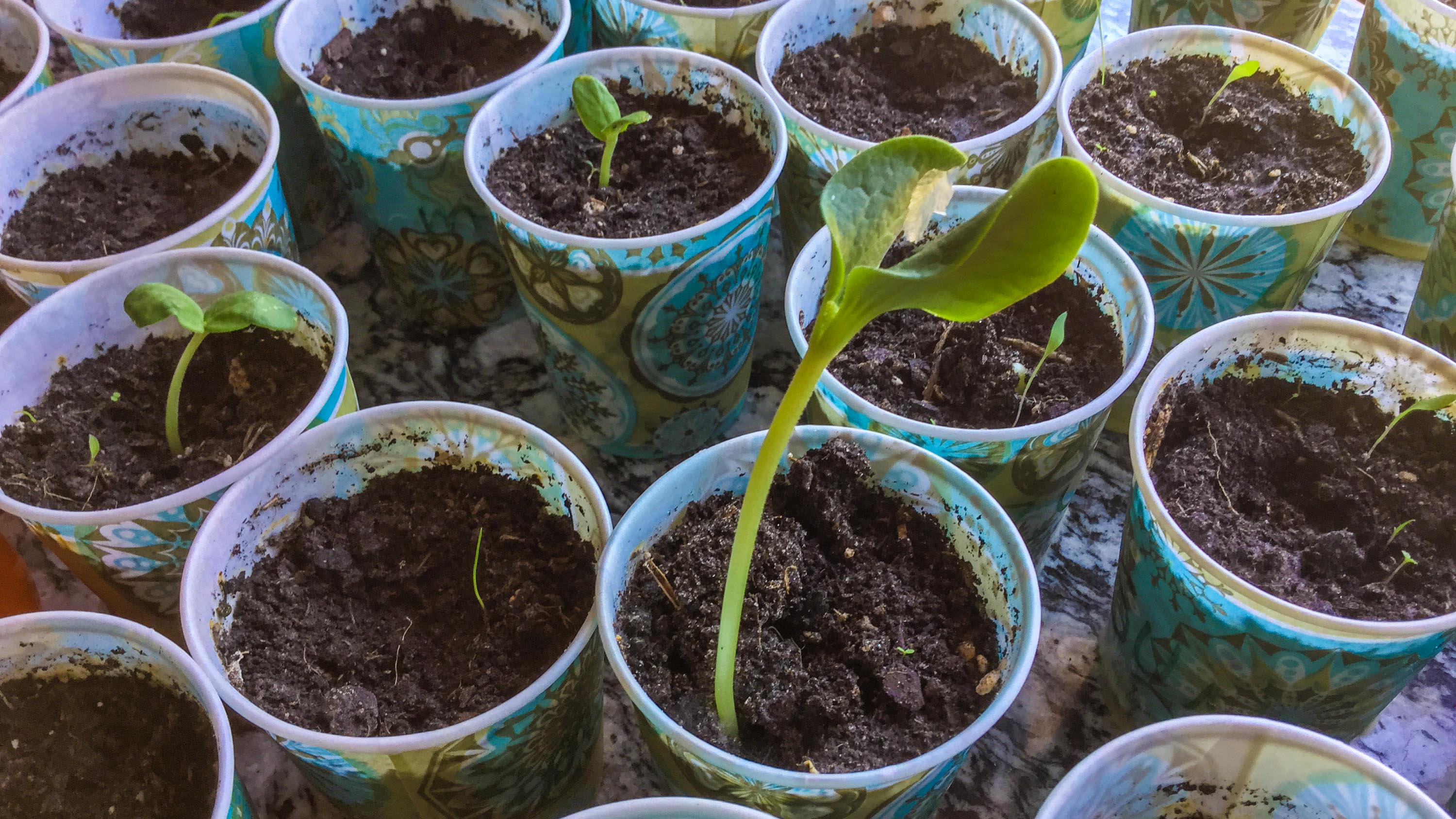 Starting Seeds Indoors