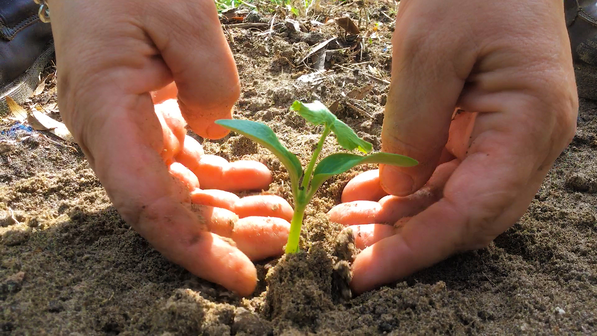 Planting Zucchini