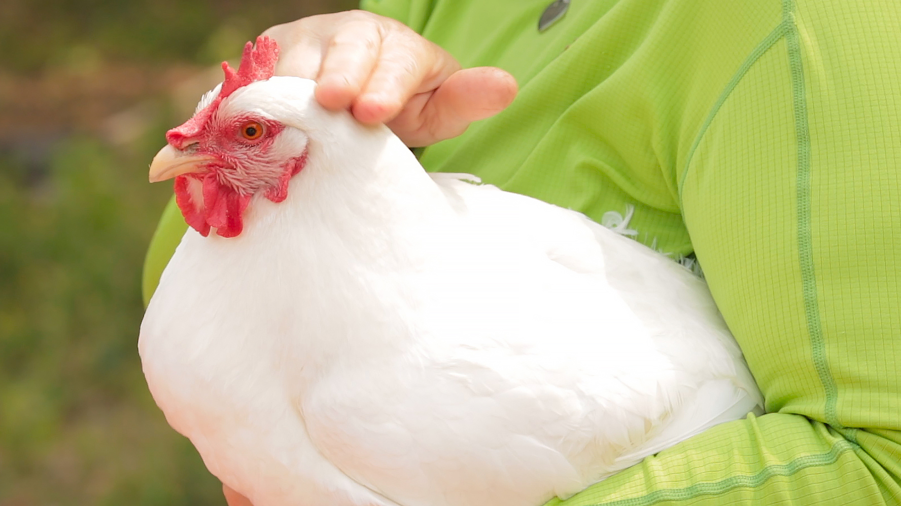 The 3 Best Chicken Breeds