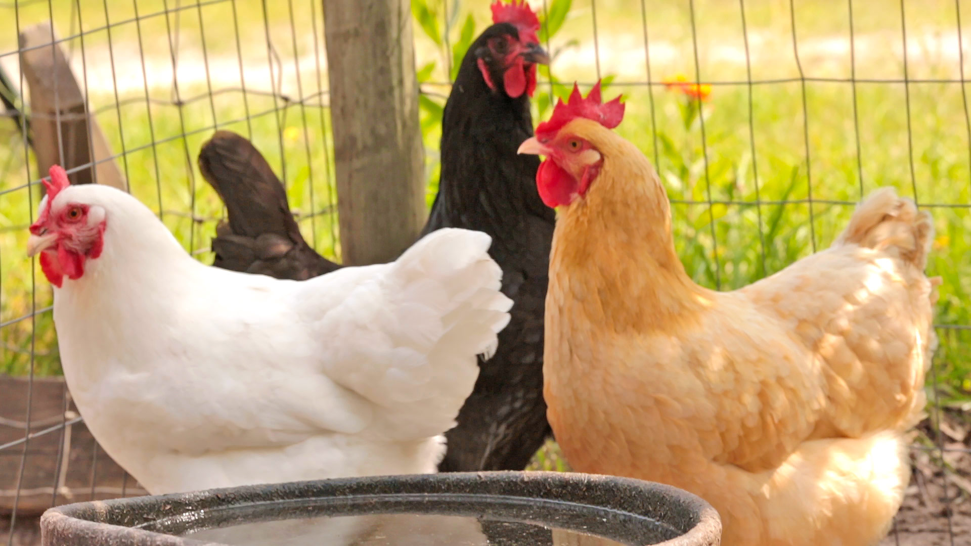 4 Things You Didn’t Know About Chickens