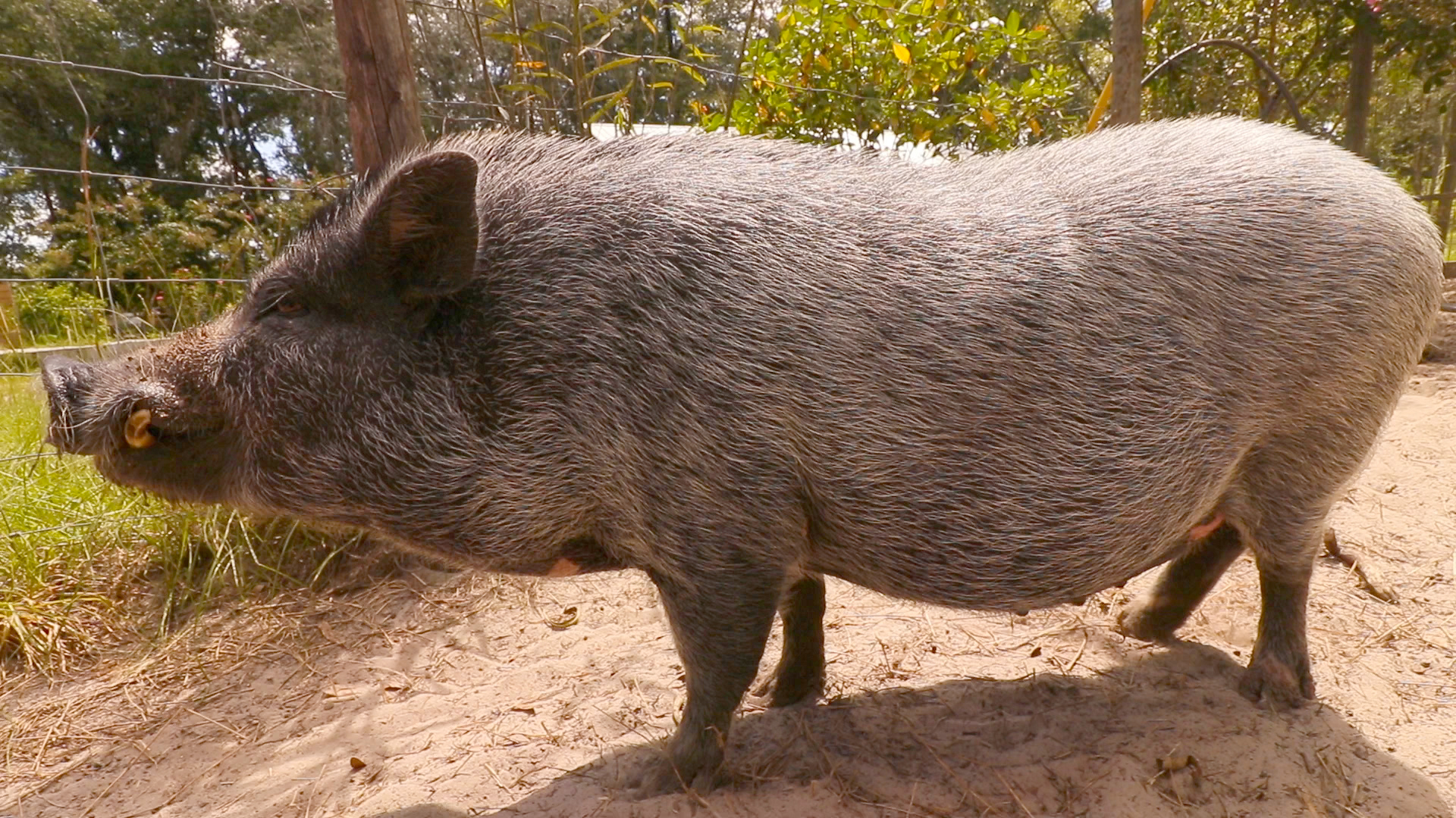 Pot Belly Pig Care