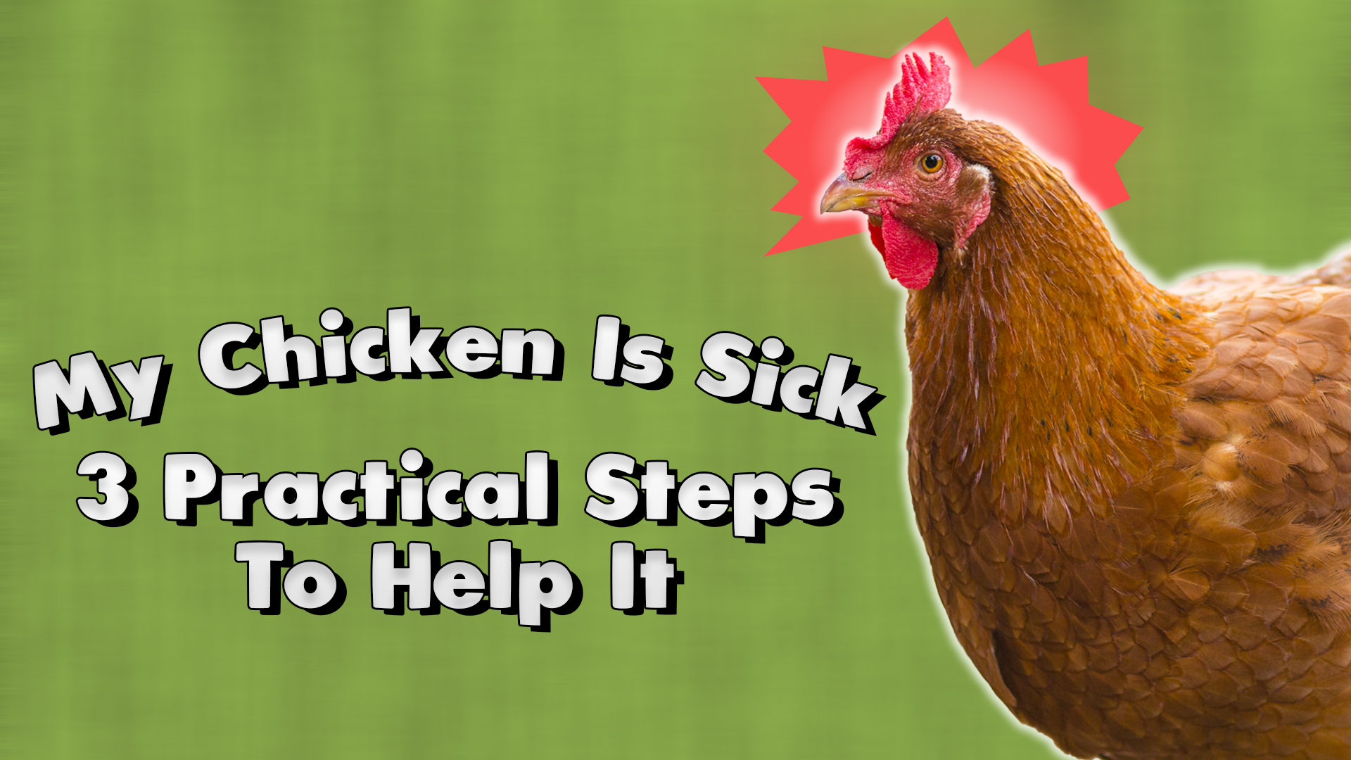 My Chicken Is Sick: 3 Practical Steps To Help It
