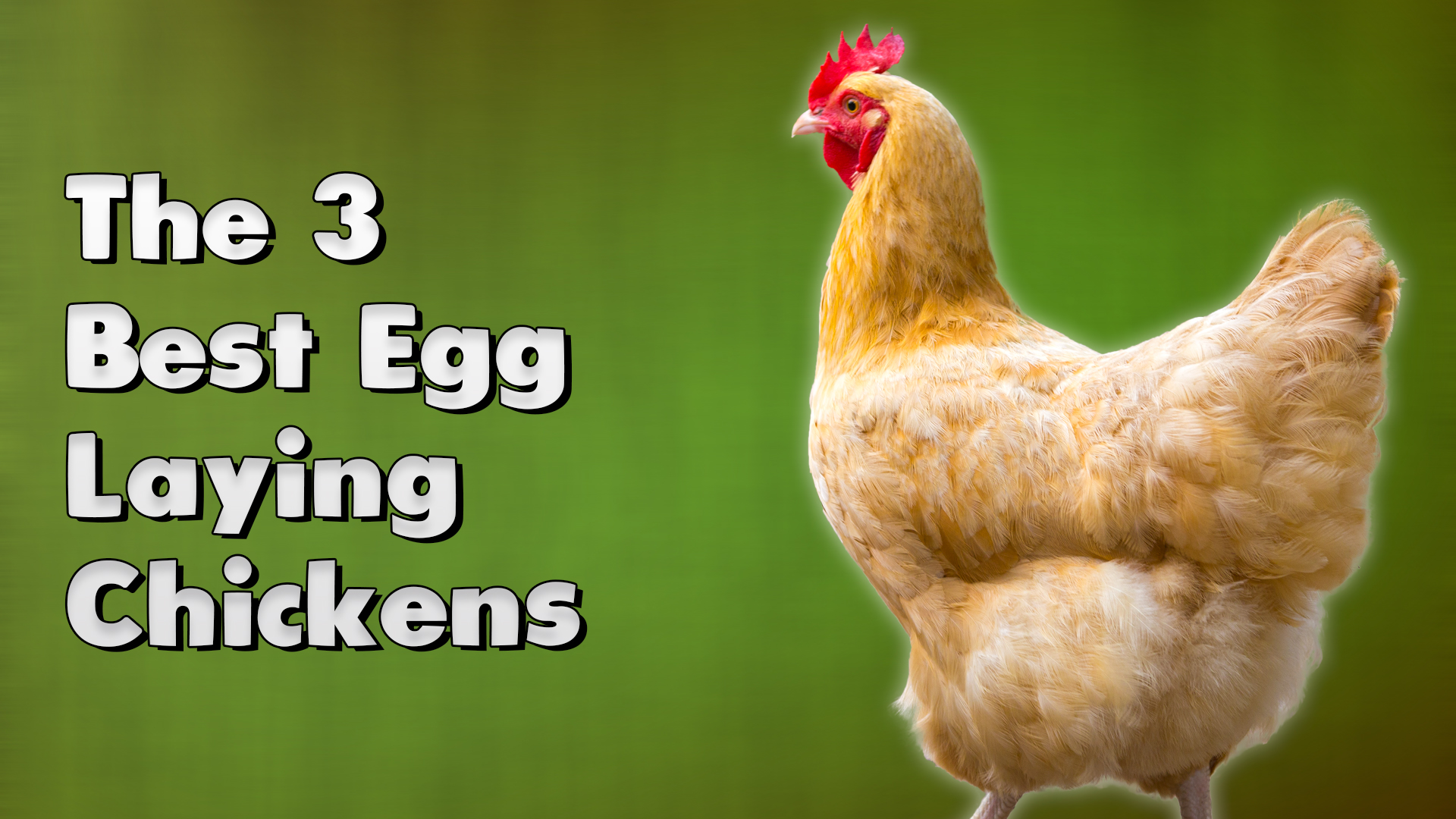 The 3 Best Egg Laying Chickens