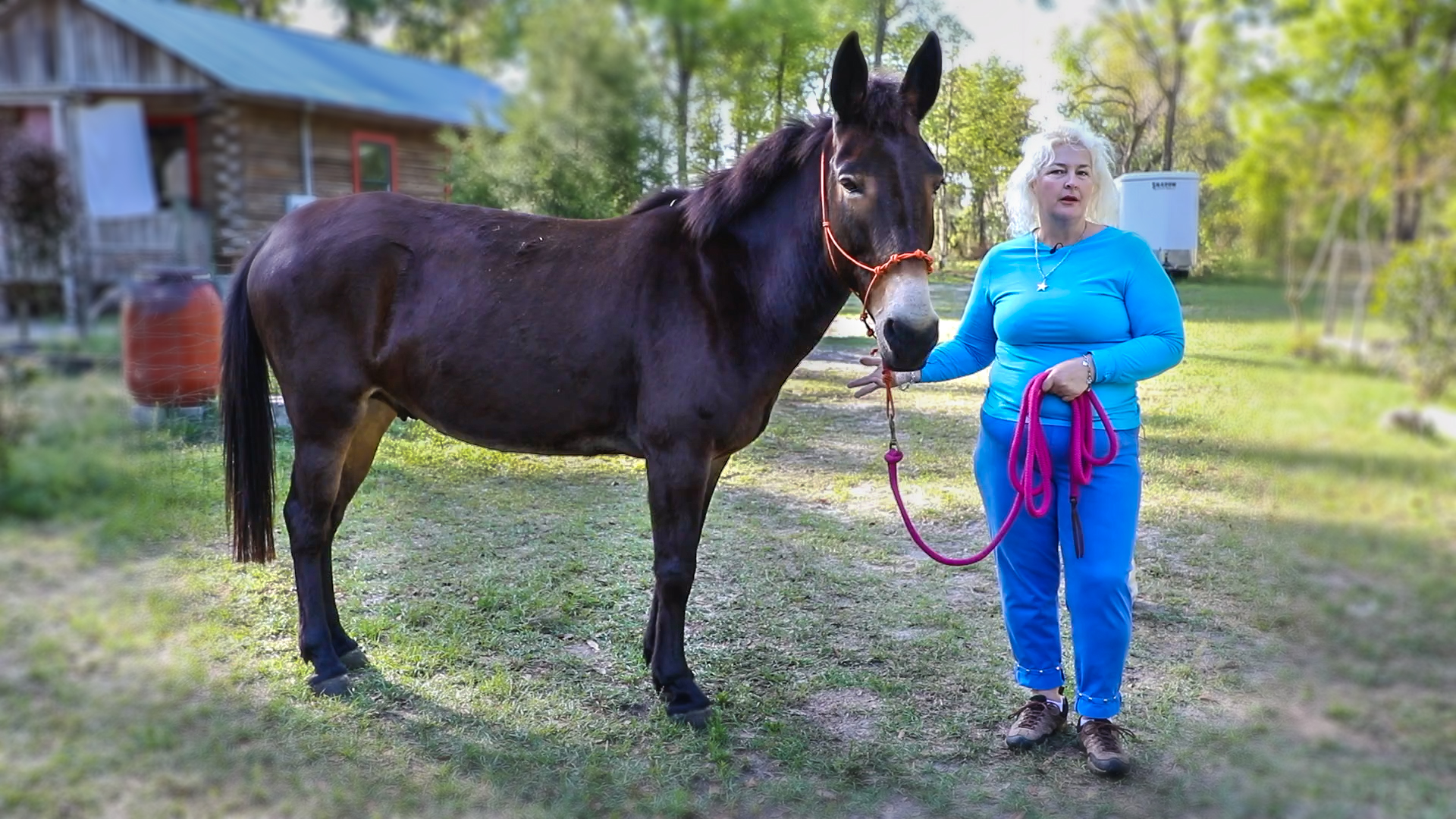 How to Train a Mule to Lead the Easy Way