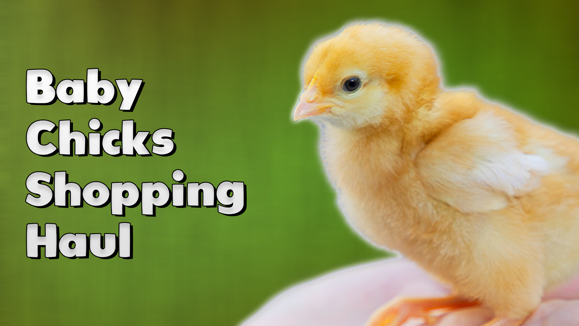 Baby Chicks Shopping Haul