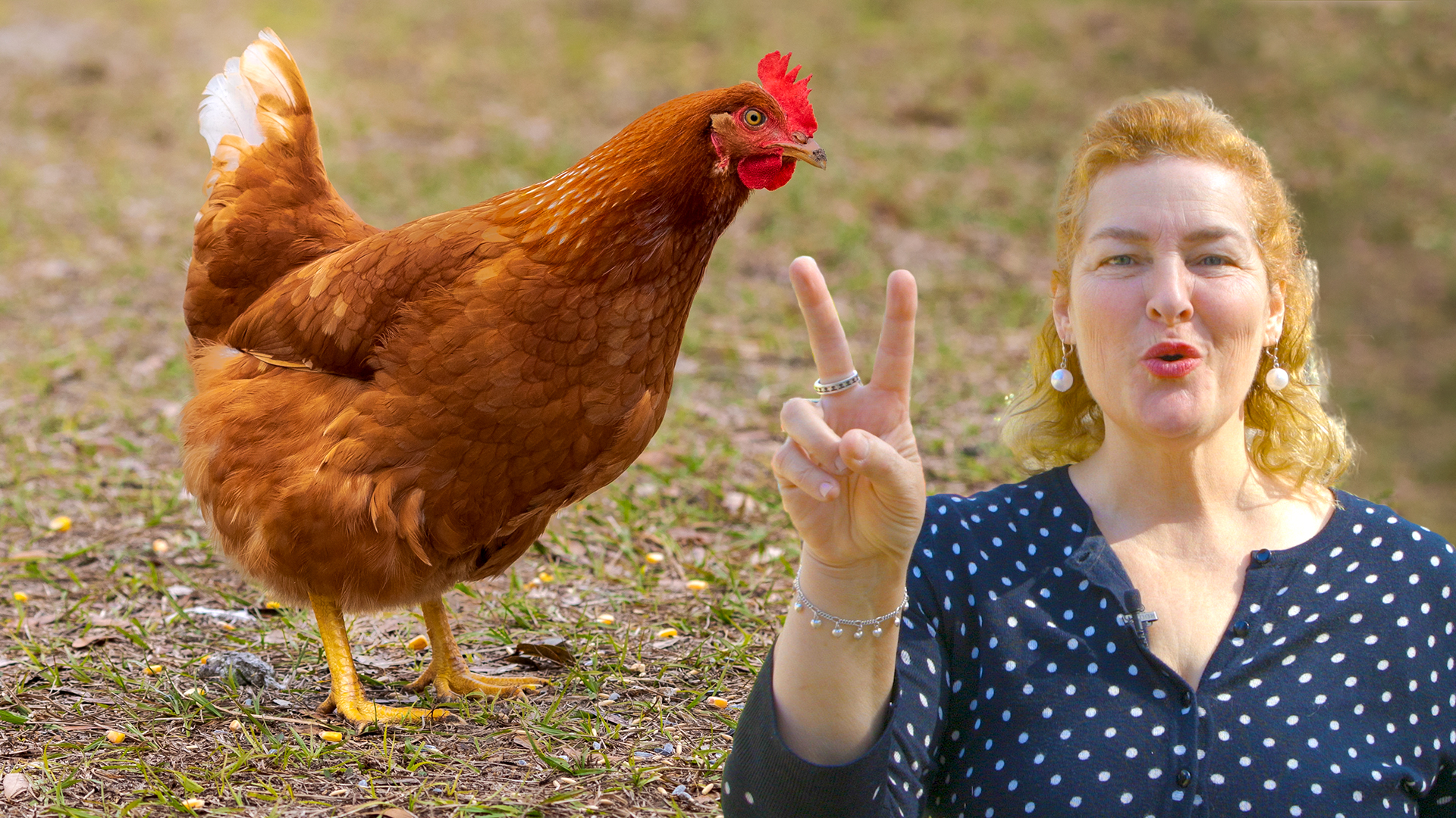 2 Weird Things All Chickens Do